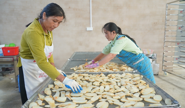 貴州鎮遠縣羊場鎮：新生産線“喚醒”深山寶藏 “鏈”就天麻産業新高地_fororder_DSC09929.JPG