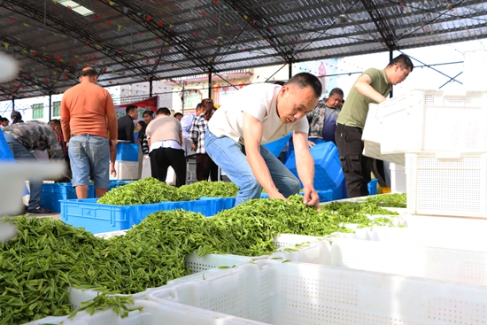 貴州獨山：茶産業助力鄉村振興_fororder_圖片7