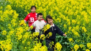 貴州都勻：春日“金浪”涌動 田園畫卷醉遊人