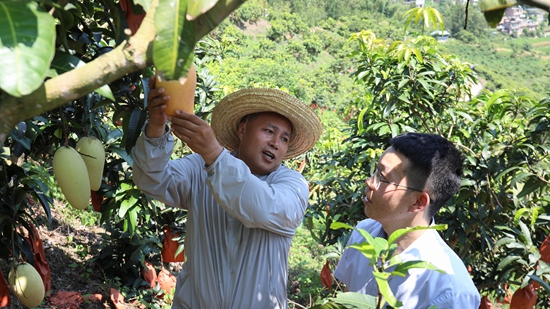 郵儲銀行望謨縣支行：量身定制金融解決方案 助力群眾增收致富