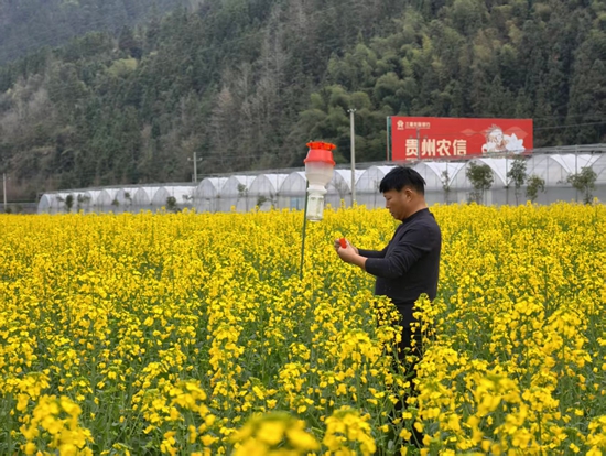 貴州三穗：綠色防控精準落地 3.1萬畝油菜獲專業管護_fororder_微信圖片_20260310160008