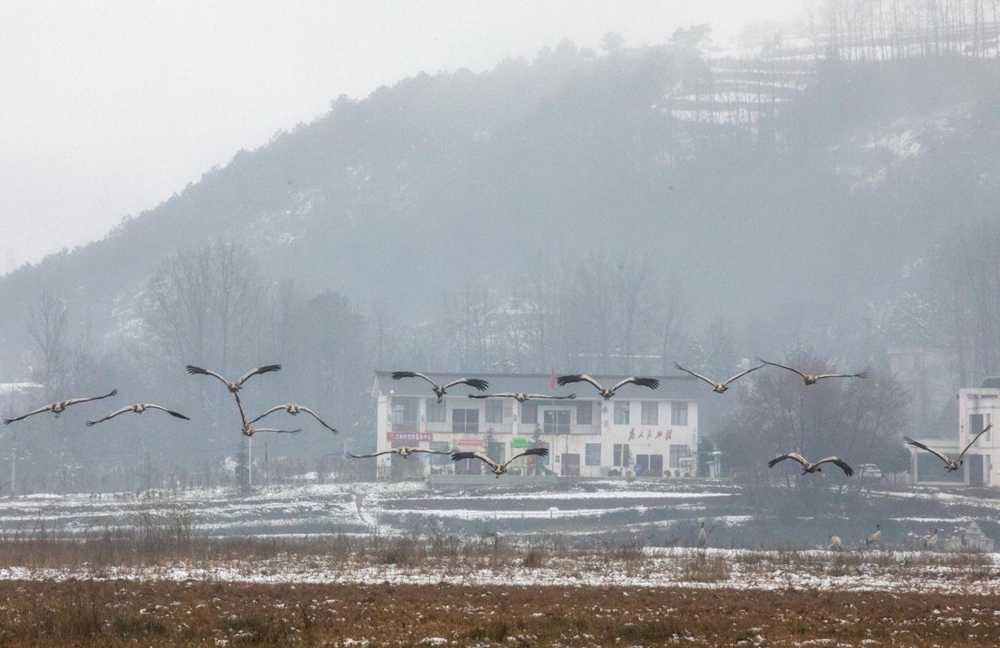 貴州威寧草海：黑頸鶴春雪漫步舞翩躚_fororder_圖片2