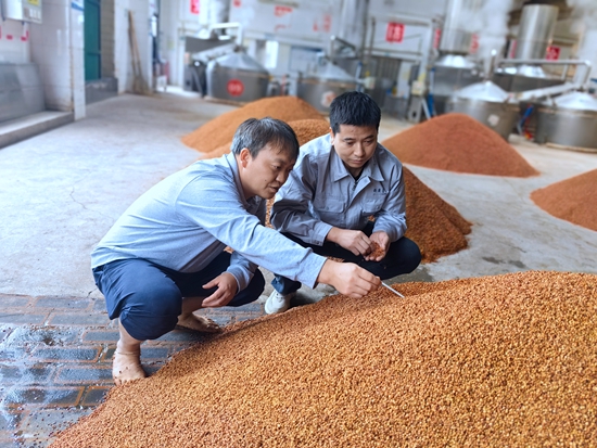 貴州仁懷:重陽下沙正當時 恪守工藝釀造忙 貴州仁懷:重陽下沙正當時 恪守工藝釀造忙_fororder_測溫