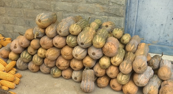 六盤水市鍾山區金盆鄉：千畝“花生南瓜”鋪就鄉村振興路_fororder_微信圖片_2025-11-06_102515_964