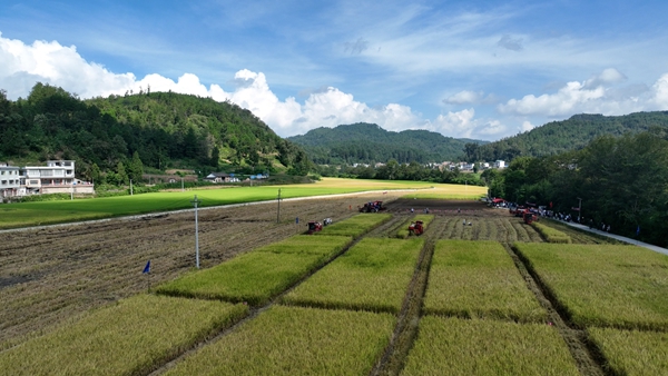 貴州平塘：水稻機收減損“大比武” 節糧增産護豐收_fororder_藍天白雲下的豐收