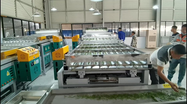 貴州惠水：東西部協作跨山海 科技賦能種出“富硒茶”_fororder_現代化生産車間
