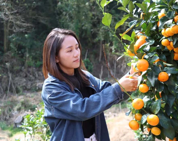 貴州省獨山縣壩望村：金秋砂糖橘搶“鮮”上市 “金果果”鋪就甜蜜致富路_fororder_222_副本