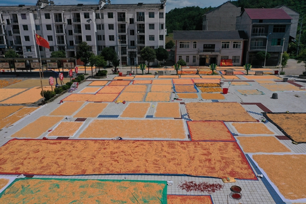 貴州鎮遠江古鎮：曬秋繪就豐收圖_fororder_DJI_0805.JPG