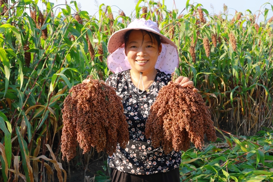 貴州仁懷：36萬畝酒用高粱進入采收期_fororder_高粱豐收.JPG