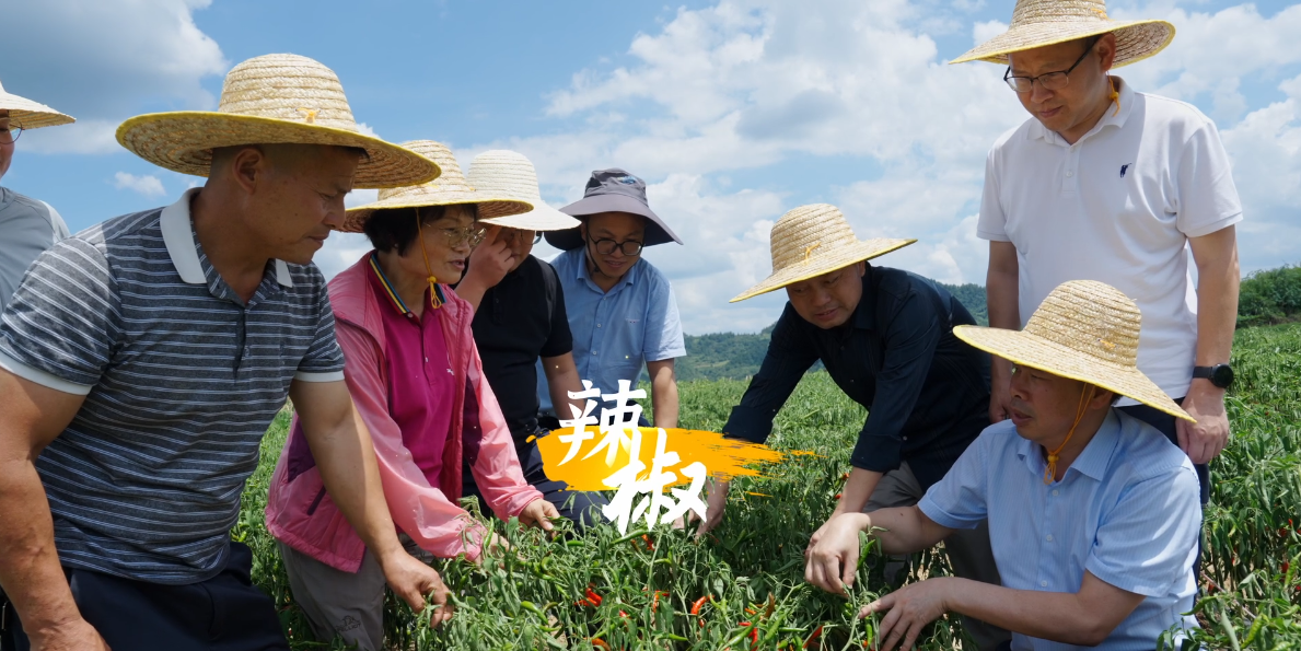 從黔地田野出發，看貴州如何奏響鄉村振興“最強音”