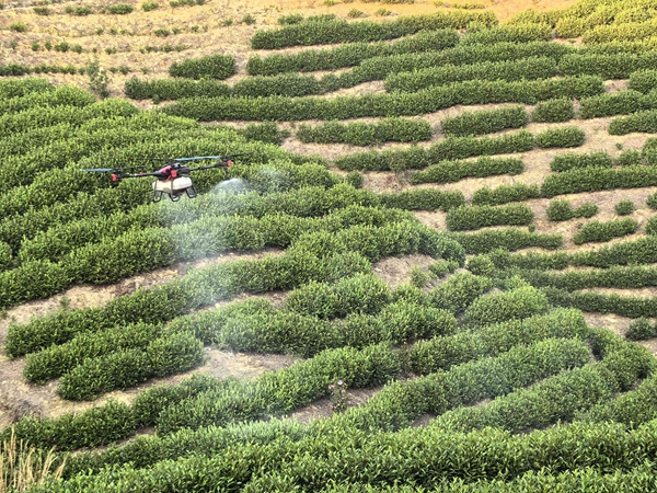 貴州惠水：東西部協作跨山海 科技賦能種出“富硒茶”_fororder_無人機植保