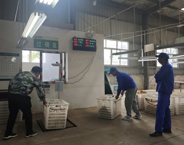 貴州六盤水市水城區烤煙收購工作全面啟動_fororder_2