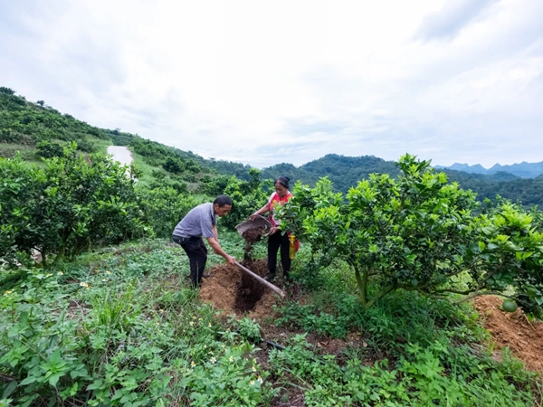 貴州羅甸：探索“養牛-糞污-果園”生態農業新模式 走出山地農業綠色發展新路子_fororder_3
