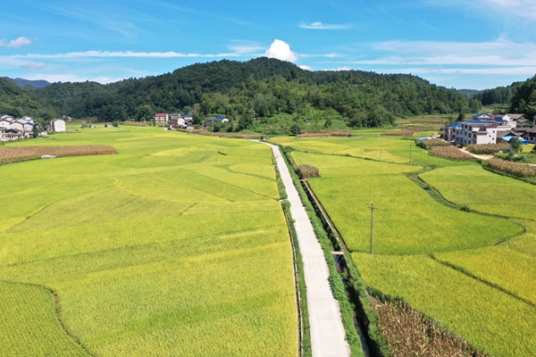 貴州鎮遠縣江古鎮：水稻漸次變黃 豐收在望_fororder_DJI_0772.JPG