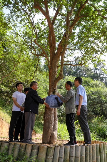 貴州天柱:以油茶産業驅動生態與經濟雙豐收_fororder_為”油茶樹王“掛牌.JPG