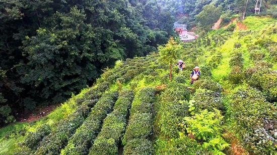 貴州黔西南州打造早茶産業新高地_fororder_640