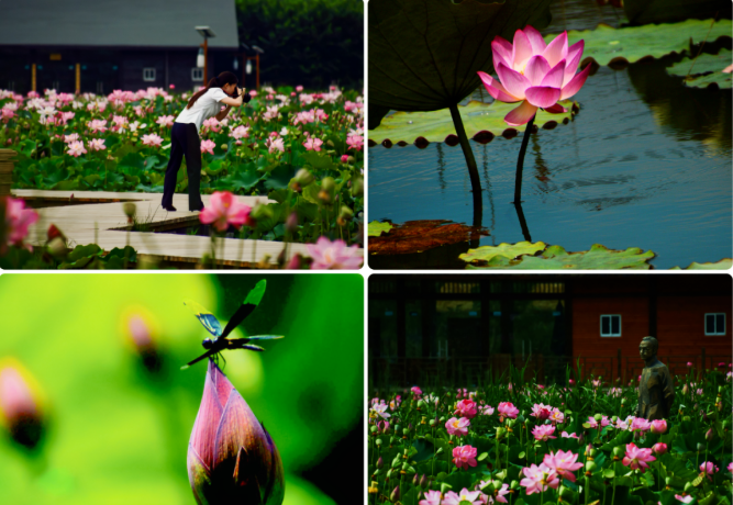 現在出發！避暑就來貴陽：一村一景：燈相約 花為媒 去蓬萊搭乘“四季列車”