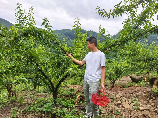 貴州仁懷：蜂糖李托起鄉村振興“甜蜜”生活_fororder_遊客仁懷市鹽津街道梅子坳村蜂糖李基地體驗採摘樂趣