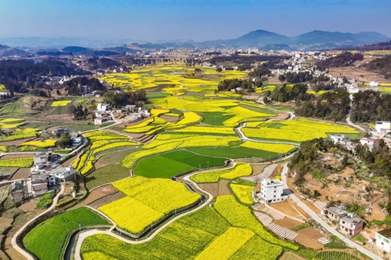 貴州省黔西市金碧鎮:2萬畝油菜花海引客來 繪就鄉村新畫卷_fororder_640