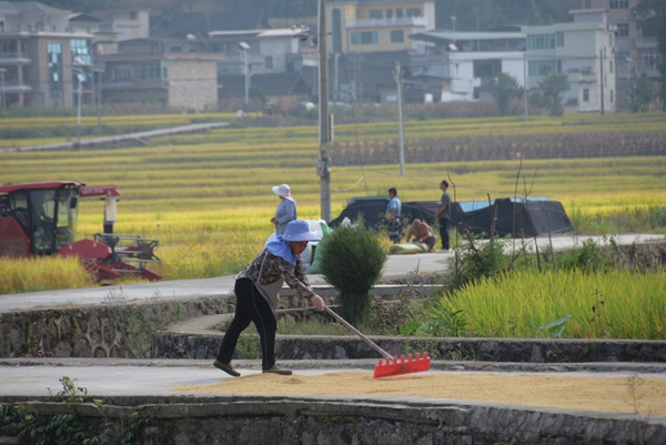 貴州施秉：科技賦能秋收忙 稻浪翻滾笑顏開_fororder_施秉縣城關鎮村民們將打好的稻穀進行晾曬.JPG