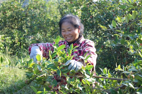 貴州省鎮遠縣羊場鎮：金秋十月油茶香 漫山“金果”鋪就振興路_fororder_AO2A0089.JPG