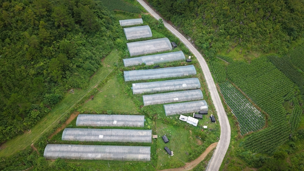 粵黔協作傾情幫扶 貴州惠水擺金鎮山鄉蝶變結碩果_fororder_關山辣椒大棚