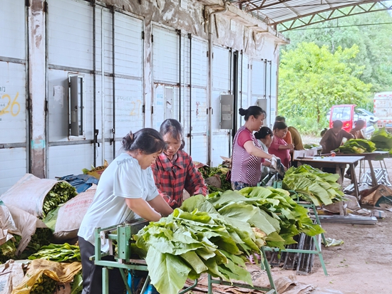 貴州鎮遠江古鎮:“金葉子”開啟致富新篇_fororder_微信圖片_20250704152030