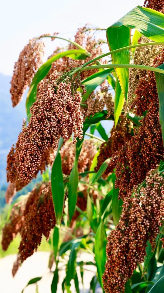 貴州仁懷：36萬畝高粱陸續成熟進入採摘期_fororder_640 (1)