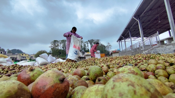 貴州貴定:6000余畝油茶迎豐收_fororder_村民攤曬油茶果