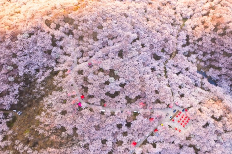 貴州安順:萬畝櫻花如雲似霞_fororder_dD0xNzczODM4NDAzX3I9ZTYyNjVmZTVfdz0xMDgwX3E9MTAwX2U9anBn