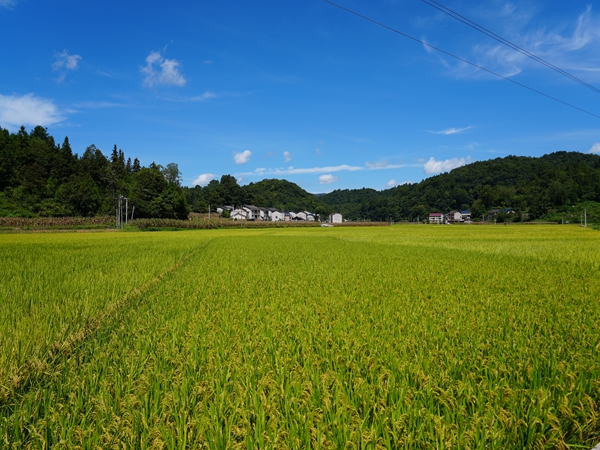 貴州鎮遠縣江古鎮：水稻漸次變黃 豐收在望_fororder_DSC00195.JPG