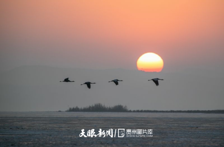 貴州的生態密碼，藏在一張張照片背後｜瀕危物種的回歸