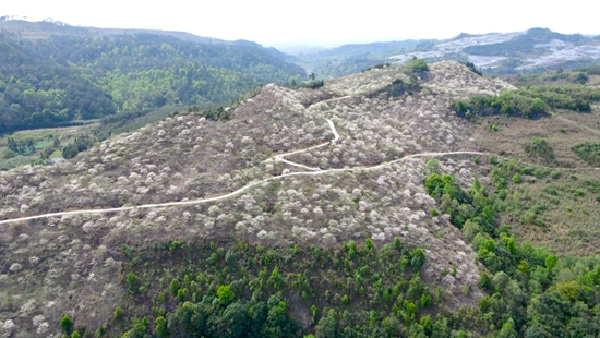 貴州獨山:油桐花開白似雪 漫山遍野爭春意_fororder_20250415163717-GRZSwE-