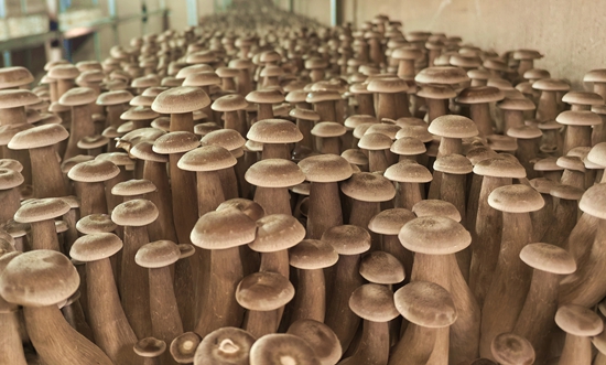 貴州鎮遠：閒置烤房變身“致富工場”_fororder_鎮遠縣涌溪鄉馬坪烘烤工場生産的菌菇