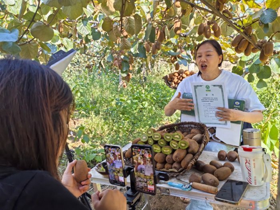 貴州修文:獼猴桃産銷兩旺 俏銷海內外市場 貴州修文:獼猴桃産銷兩旺 俏銷海內外市場_fororder_a0a7e33382c7453280392a37333e3a08_s