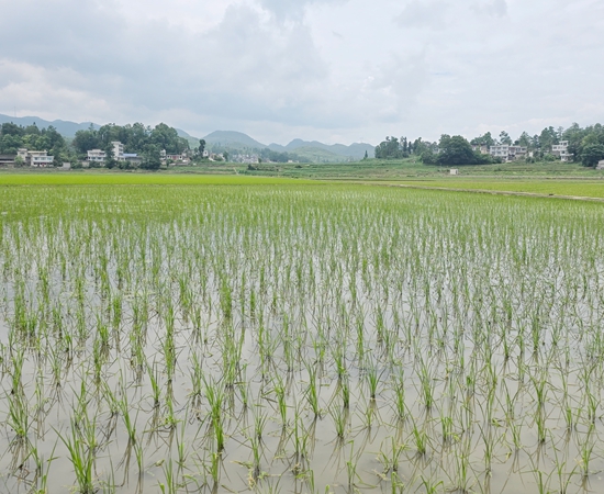 貴州甕安：秧苗青青映希望 農技服務保增收_fororder_甕安縣平定營鎮梭羅大壩（羅吉麟 攝）