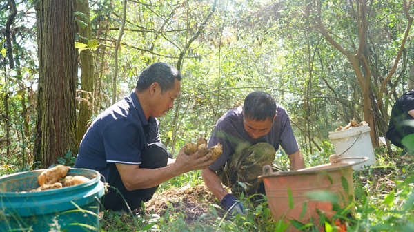 貴州鎮遠縣羊場鎮：新生産線“喚醒”深山寶藏 “鏈”就天麻産業新高地_fororder_DSC09949.JPG