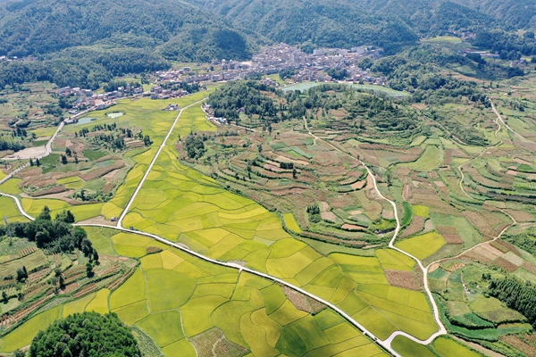 貴州鎮遠縣江古鎮：水稻漸次變黃 豐收在望_fororder_DJI_0799.JPG