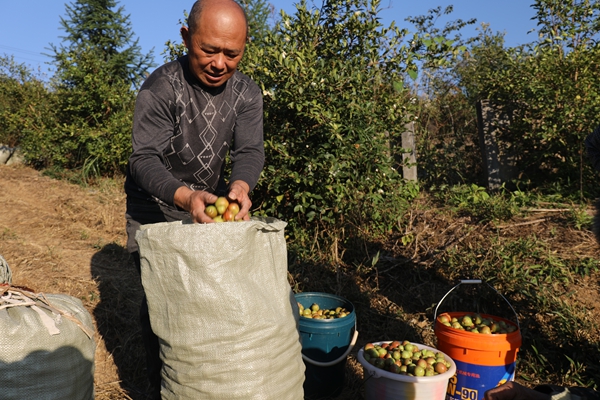 貴州省鎮遠縣羊場鎮：金秋十月油茶香 漫山“金果”鋪就振興路_fororder_AO2A0155.JPG
