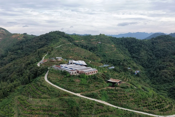 貴州羅甸：探索“養牛-糞污-果園”生態農業新模式 走出山地農業綠色發展新路子_fororder_1