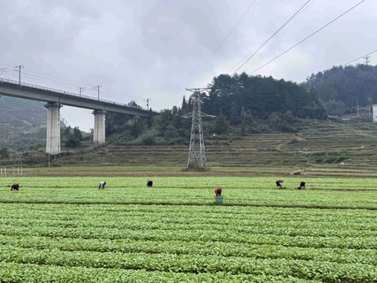 田疇沃野繪“豐”景 “農”墨重彩譜新篇——黔東南州“十四五”時期農業農村發展亮點綜述