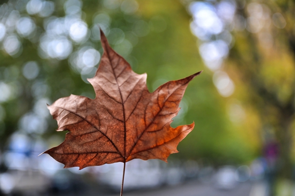 貴陽白雲梧桐大道秋意鋪展_fororder_圖片4