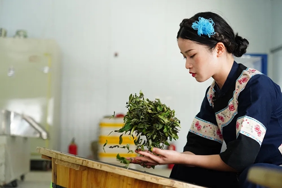 貴州黔西南州打造早茶産業新高地_fororder_640 (5)