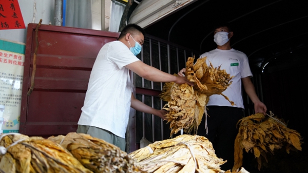 貴州鎮遠縣涌溪鄉8850畝“金葉”開秤豐收 古樓坪萬擔收購點喜迎開門紅_fororder_煙葉打捆裝車1.JPG