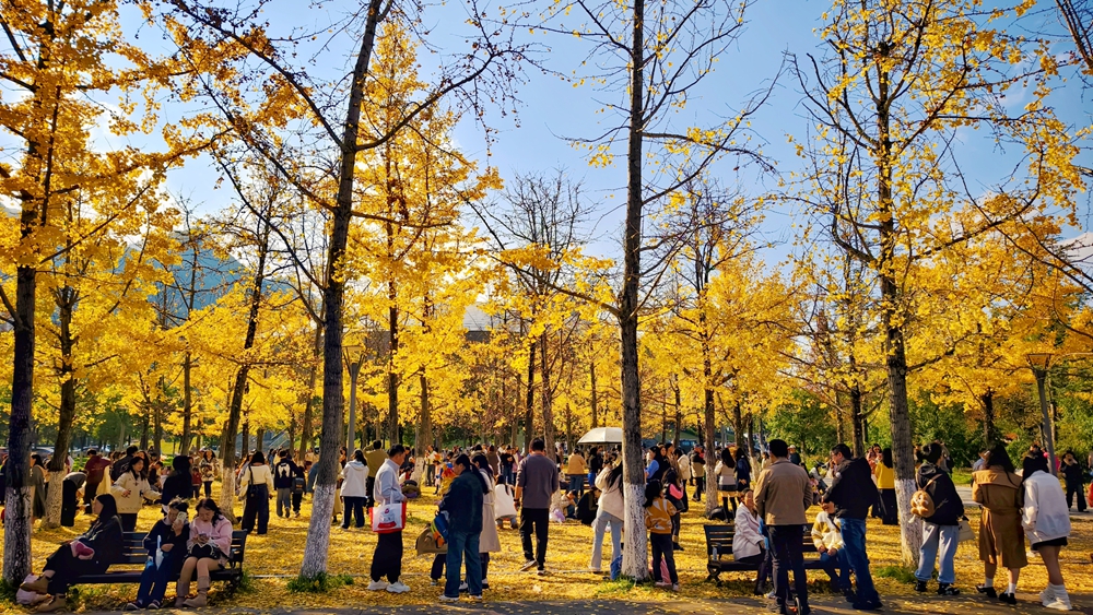 貴州六盤水:宜人秋色引客來_fororder_11月16日,遊客在六盤水師範學院校園內遊<span class=