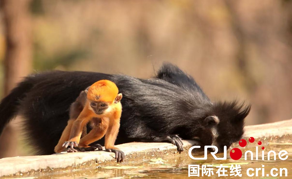 北盤江大峽谷沿岸今年首次出現黑葉猴種群活動_fororder_圖片2