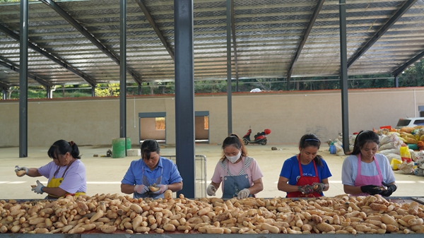 貴州鎮遠縣羊場鎮：新生産線“喚醒”深山寶藏 “鏈”就天麻産業新高地_fororder_DSC09894.JPG