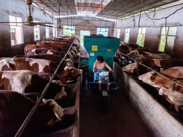 貴州羅甸：探索“養牛-糞污-果園”生態農業新模式 走出山地農業綠色發展新路子_fororder_2