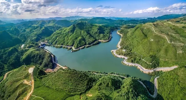 粵貴花開在黔南 | 廣黔攜手讓“黔茶名片”更亮，茶農家門口增收_fororder_2