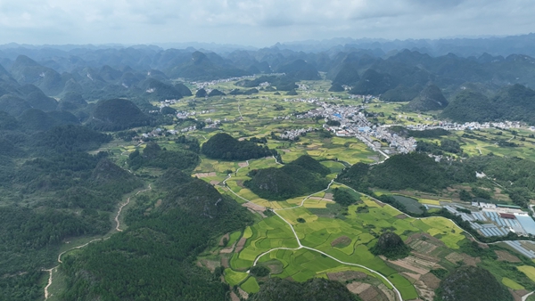 稻浪滾滾 貴州平塘者密早稻開鐮喜迎增産豐收_fororder_四寨壩區稻浪飄香